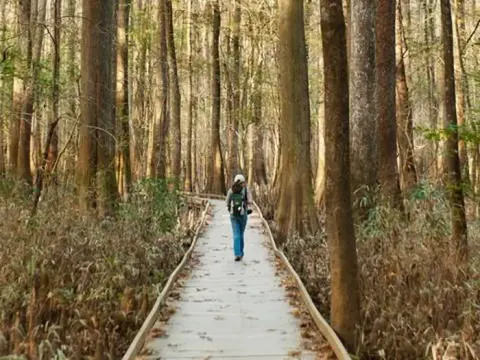 A hiker in the cypress forest of Congaree National Park