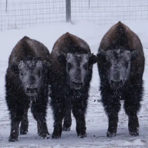 Three bison wait out a winter storm