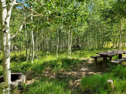 Gooseberry Group Campground Site #8