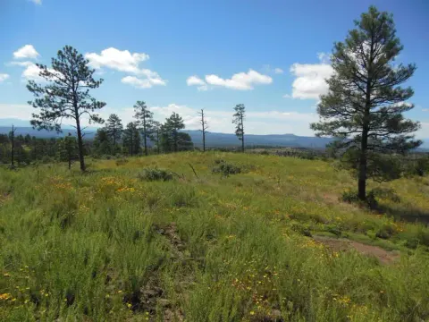 Mountain meadow with blooming flowers and scattered pines