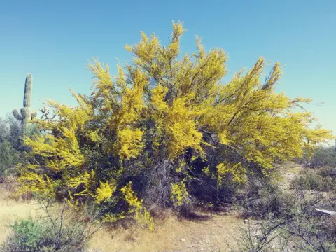 A palo verde tree with many yellow flowers.