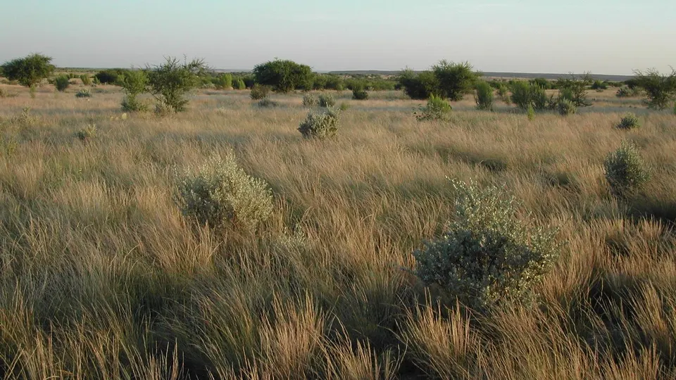 Grasses, cenizo bushes, and huisache trees catch morning sunlight along Spur 454 near the San Pedro campground.