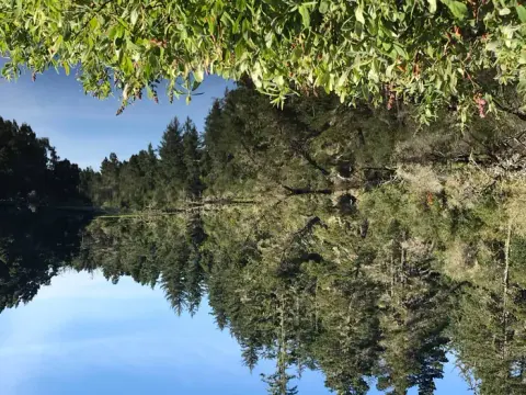 Conifer trees reflected on still lake under blue sky.