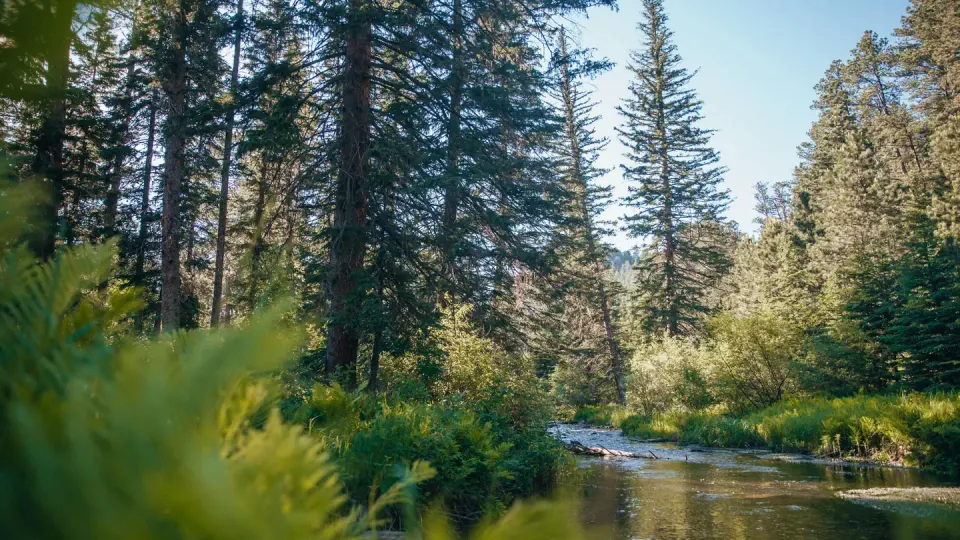 Black Hills National Forest recreation area