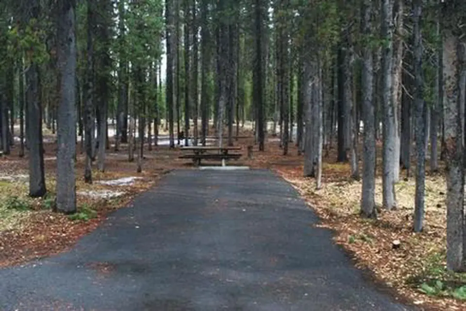 Flat paved camping spur with picnic table in shady conifer forest.