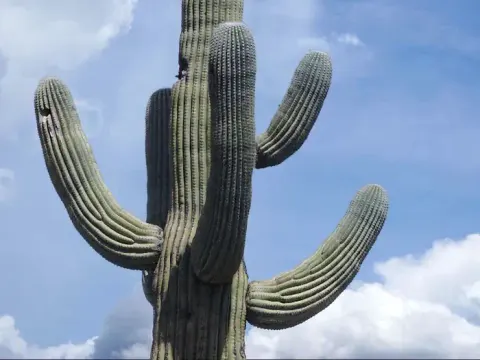 A Giant Saguaro with blue sky and clouds in the background