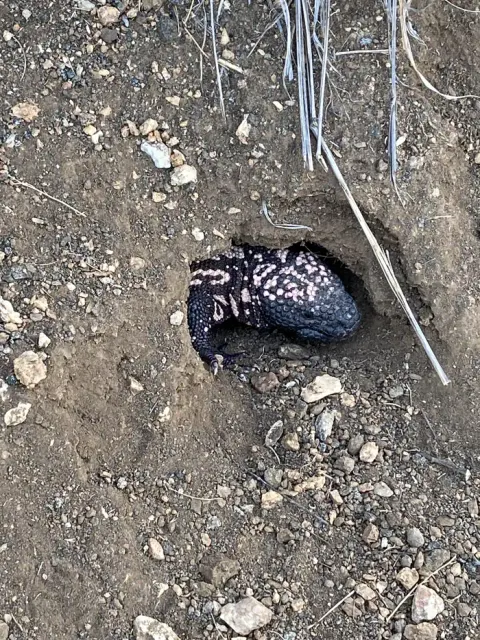 A Gila monster peers out from his den, startling hikers