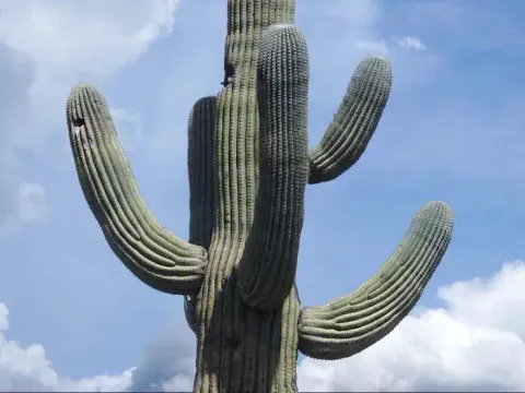 A Giant Saguaro Cactus