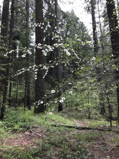 dogwood trees in the area