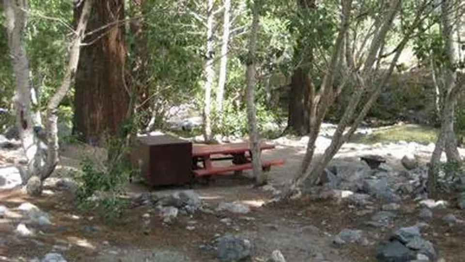 Campsite near a creek in a pine forest, at Upper Sage Flat. The campsite includes a picnic table and bear box.