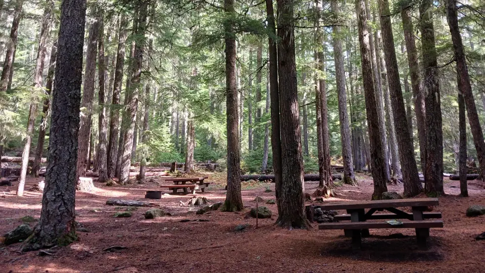 Campsites with tables and trees.