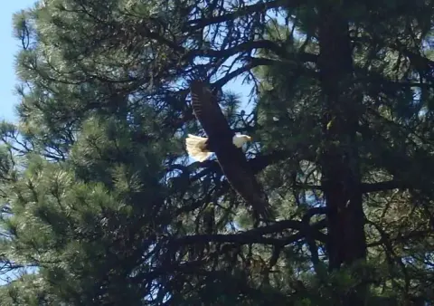 Bald eagle with outstretched wings flying above past pine trees.