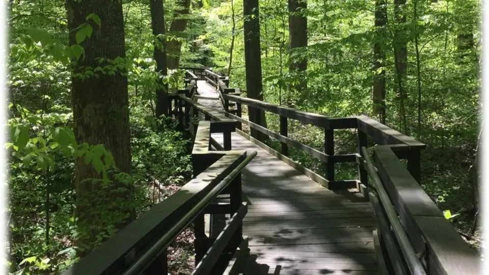 A wooden boardwalk angles through the woods along the Browns Farm Nature Trail