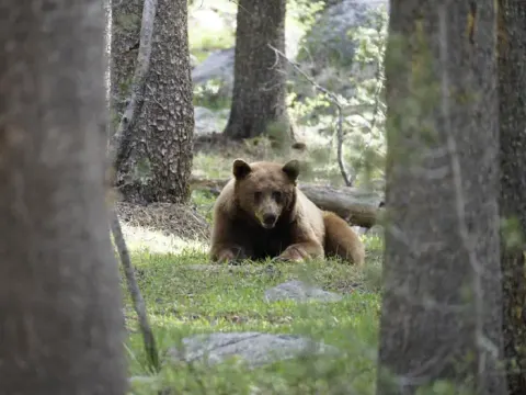 Bear lying on the ground