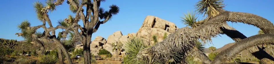 Joshua Tree National Park recreation area