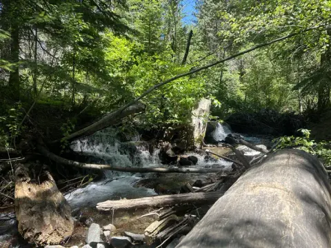 Brownlee creek flowing near the campground with green trees shading the creek.