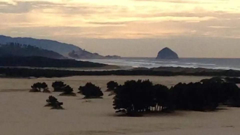 Wind swept trees on flat beach with fog bank over coastal hills in background.