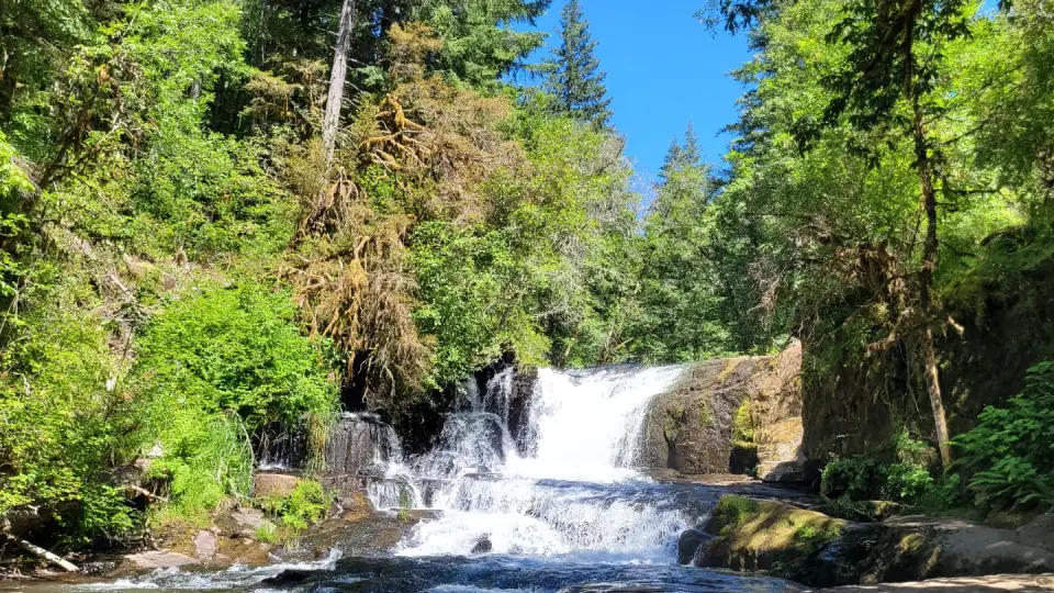 View of Alsea Falls looking head on. The falls are central with water running over rocks of varying sizes. The scene is surrounded by green trees and shrubs and a bright blue sky.