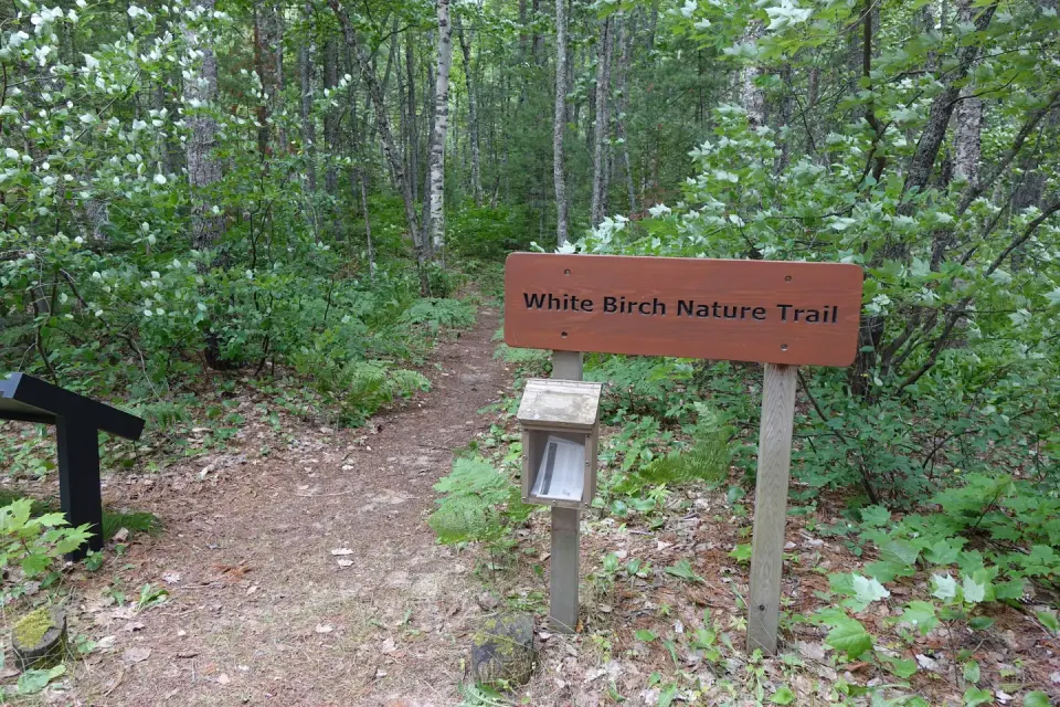 White Birch trail head at Twelvemile campground