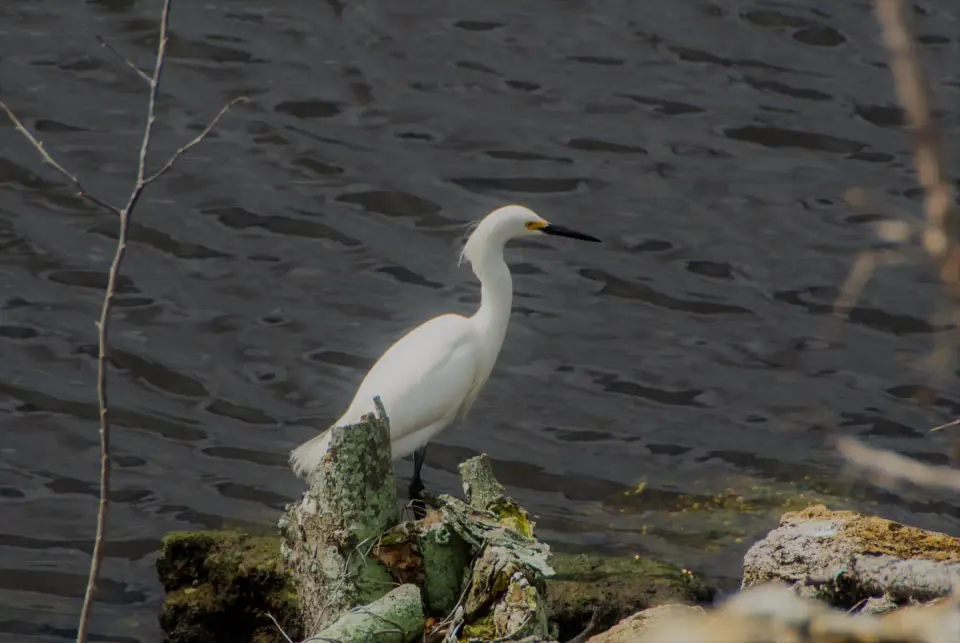 Snowy Egret on shoreline