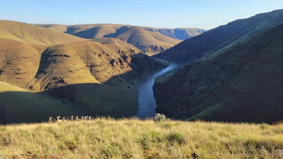 This photo depicts the John Day River from high up on a nearby hillside with bighorn sheep in the foreground.