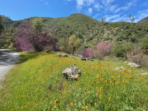 McCabe Flat Campround Spring Wildflowers