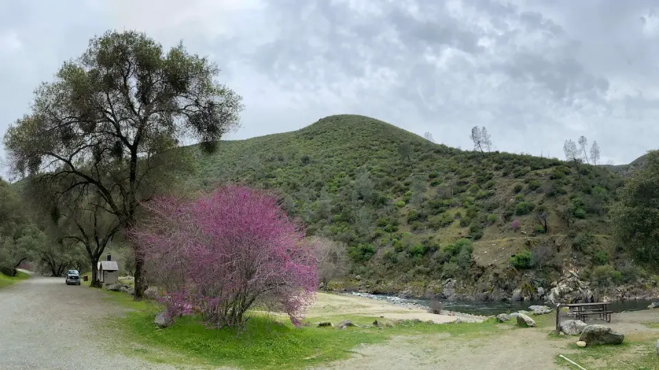 McCabe Flat Campground with Redbud