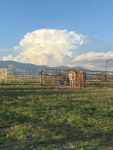 Horses in corral