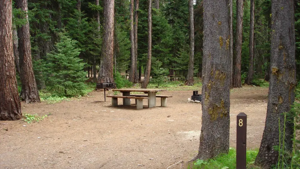 Campsite with picnic table surrounded by tall trees.